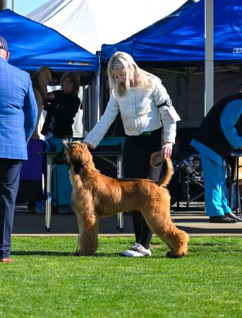 Afghan Hound for sale by ERICCHA