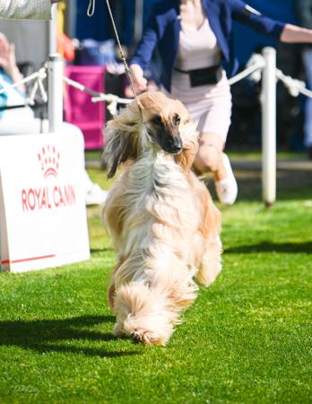 Afghan Hound for sale by ERICCHA