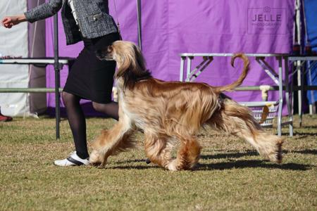 Afghan Hound for sale by ERICCHA
