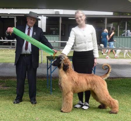 Afghan Hound for sale by ERICCHA