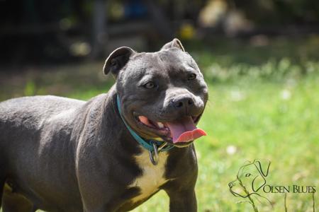 Staffordshire Bull Terrier for sale by OLSENBLUES