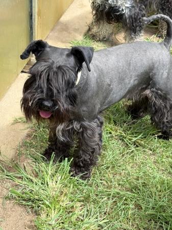 Schnauzer (Miniature) puppy for sale by BABETAL