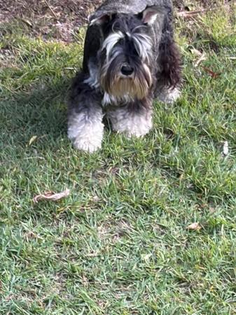 Schnauzer (Miniature) dog for sale by BABETAL