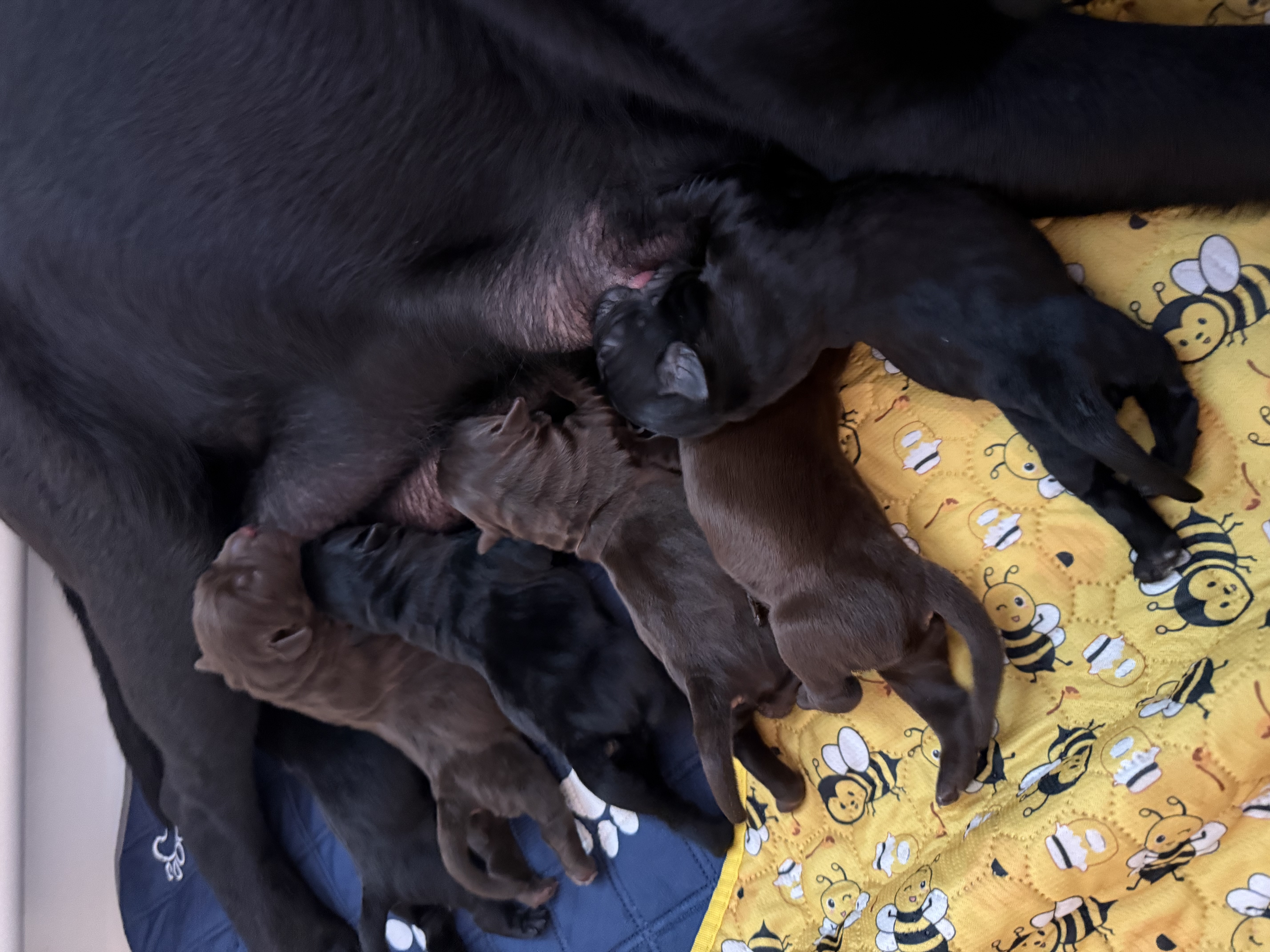 Labrador Retriever puppy for sale by ADDALEIGHH
