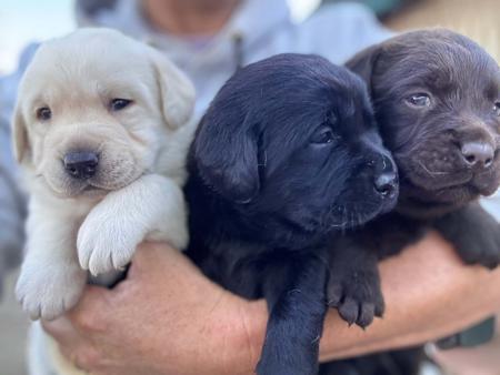Labrador Retriever puppy for sale by LYSTHOM
