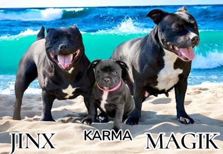 Staffordshire Bull Terrier for sale by COSMICBLUES