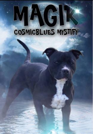Staffordshire Bull Terrier for sale by COSMICBLUES