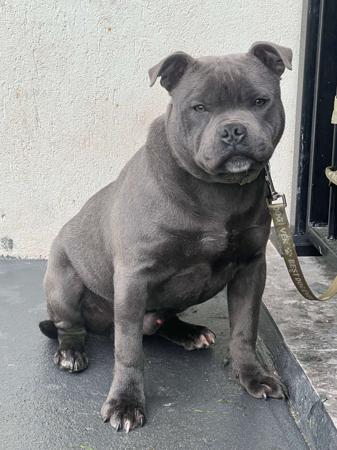 Staffordshire Bull Terrier for sale by TAKENOVER