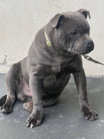 Staffordshire Bull Terrier for sale by TAKENOVER