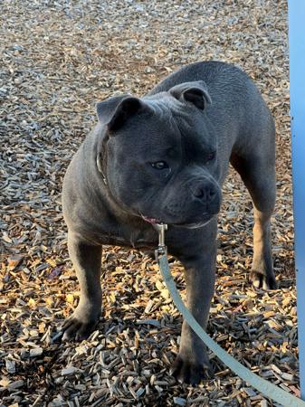Staffordshire Bull Terrier for sale by TAKENOVER