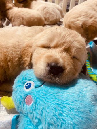 Golden Retriever puppy for sale by KYMAIAGOLDENS