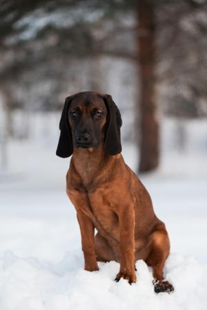 Bavarian Mountain Scent Hound for sale by SAMCRO09