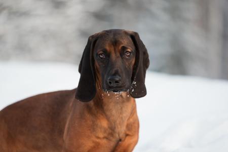 Bavarian Mountain Scent Hound for sale by KUSINI