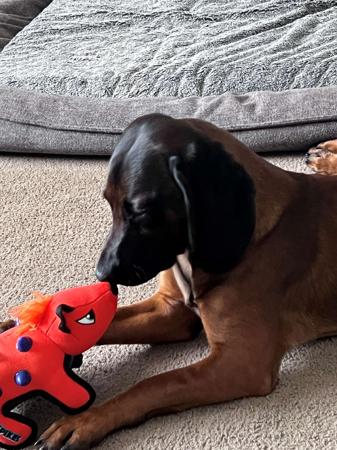 Bavarian Mountain Scent Hound for sale by KUSINI