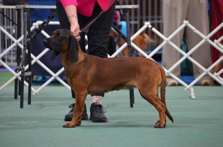 Bavarian Mountain Scent Hound for sale by KUSINI