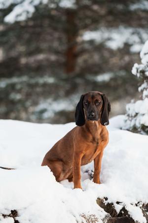 Bavarian Mountain Scent Hound for sale by KUSINI