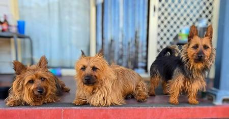Australian Terrier for sale by LEDATS