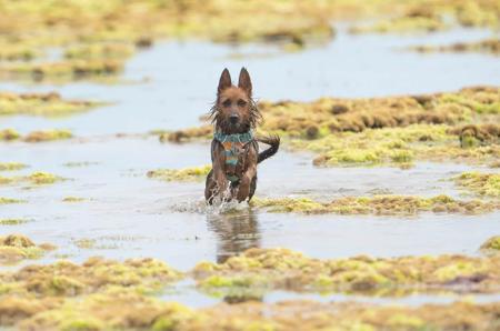 Australian Terrier for sale by LEDATS