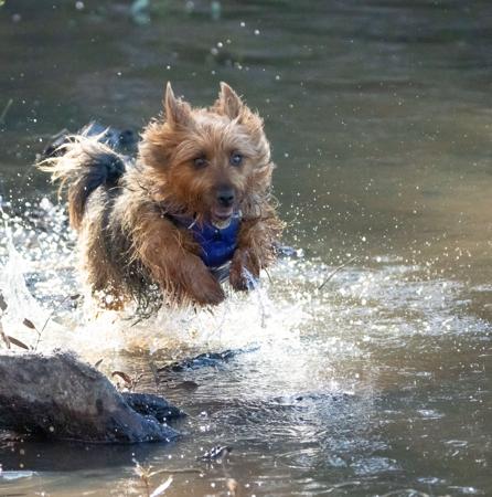 Australian Terrier for sale by LEDATS