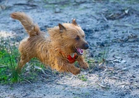Australian Terrier for sale by LEDATS