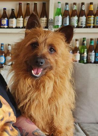 Australian Terrier for sale by LEDATS