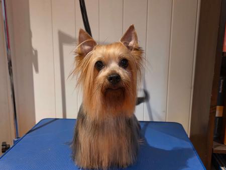 Australian Silky Terrier puppy for sale by KMICAK