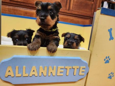 Australian Silky Terrier puppy for sale by KMICAK