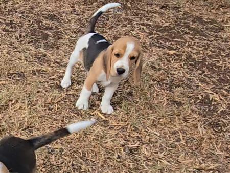 Beagle puppy for sale by BUZBONBEAGLES