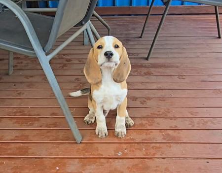 Beagle puppy for sale by BUZBON