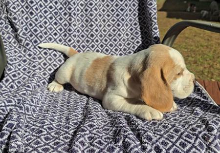 Beagle puppy for sale by BUZBONBEAGLES