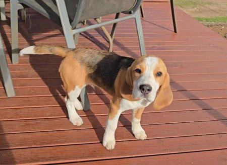 Beagle dog for sale by BUZBONBEAGLES