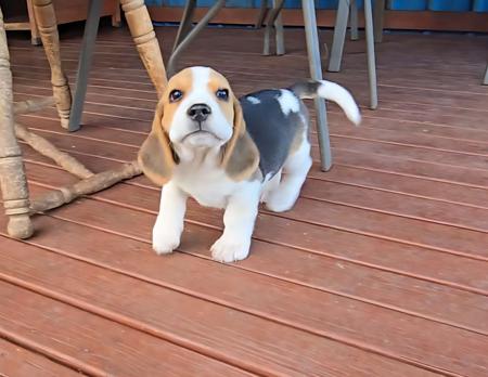 Beagle puppy for sale by BUZBONBEAGLES
