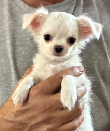 Chihuahua (Long Coat) puppy for sale by WACHOWA