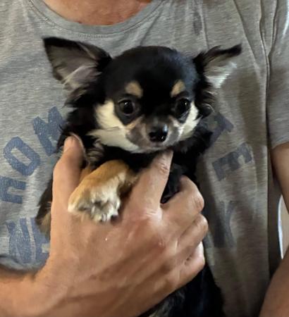 Chihuahua (Long Coat) puppy for sale by WACHOWA