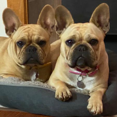 French Bulldog for sale by CHEZFRENCH