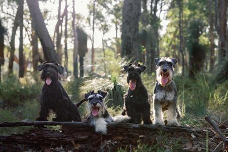 Schnauzer (Miniature) for sale by SEMELLEROUGE