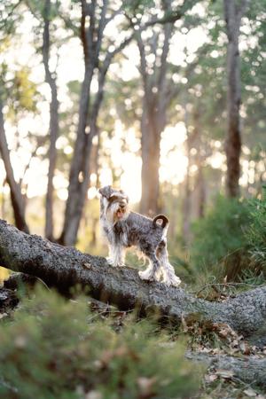 Schnauzer (Miniature) for sale by SEMELLEROUGE