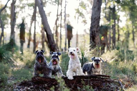 Schnauzer (Miniature) for sale by SEMELLEROUGE
