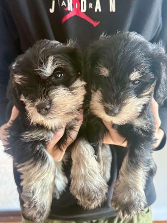 Schnauzer (Miniature) puppy for sale by SEMELLEROUGE