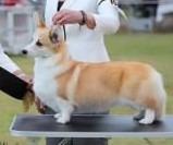 Welsh Corgi (Pembroke) for sale by KERENSA