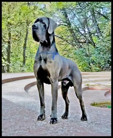 Great Dane puppy for sale by AQUADANE