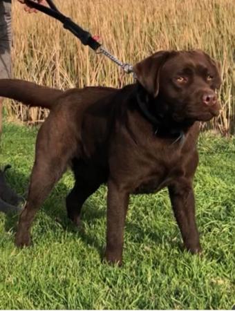 Labrador Retriever puppy for sale by FBOLIVER
