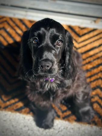Cocker Spaniel for sale by CORALEY