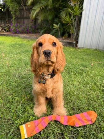 Cocker Spaniel for sale by CORALEY
