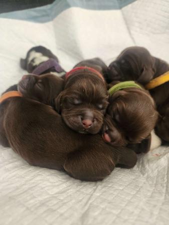 Cocker Spaniel for sale by CORALEY