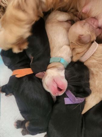 Cocker Spaniel puppy for sale by CORALEY