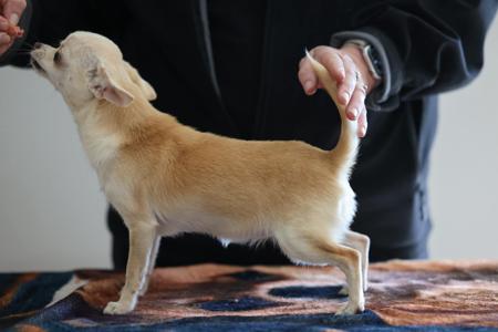 Chihuahua (Smooth Coat) puppy for sale by 286646