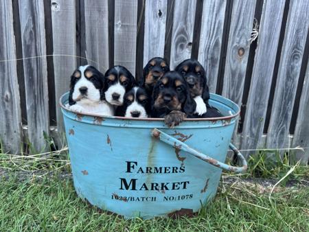 Cocker Spaniel puppy for sale by ASHLINE