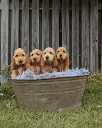 Cocker Spaniel puppy for sale by ASHLINE