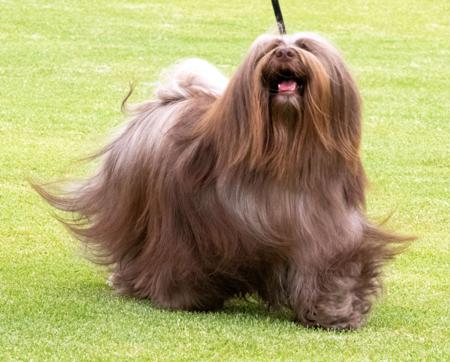 Havanese for sale by KAHYEETS